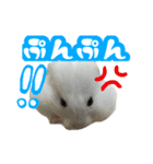 ハムスターかぶちゃん（個別スタンプ：1）
