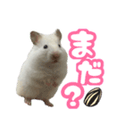 ハムスターかぶちゃん（個別スタンプ：3）