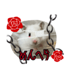 ハムスターかぶちゃん（個別スタンプ：10）