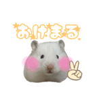 ハムスターかぶちゃん（個別スタンプ：11）