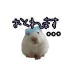 ハムスターかぶちゃん（個別スタンプ：12）