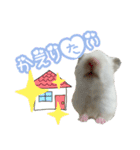 ハムスターかぶちゃん（個別スタンプ：13）