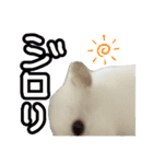ハムスターかぶちゃん（個別スタンプ：15）