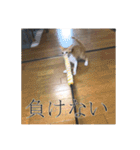 盆(猫)（個別スタンプ：1）
