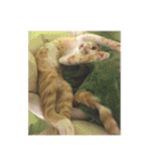 盆(猫)（個別スタンプ：2）