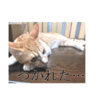 盆(猫)（個別スタンプ：3）