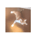 盆(猫)（個別スタンプ：4）