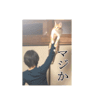 盆(猫)（個別スタンプ：5）