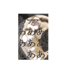 盆(猫)（個別スタンプ：6）
