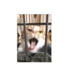 盆(猫)（個別スタンプ：7）
