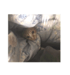 盆(猫)（個別スタンプ：8）