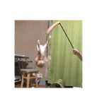 盆(猫)（個別スタンプ：9）
