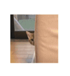 盆(猫)（個別スタンプ：10）