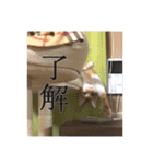 盆(猫)（個別スタンプ：11）