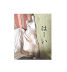 盆(猫)（個別スタンプ：13）
