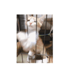 盆(猫)（個別スタンプ：14）