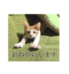 盆(猫)（個別スタンプ：15）