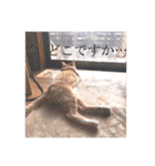 盆(猫)（個別スタンプ：16）