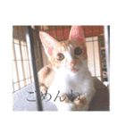 盆(猫)（個別スタンプ：17）
