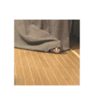 盆(猫)（個別スタンプ：19）