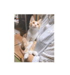 盆(猫)（個別スタンプ：21）
