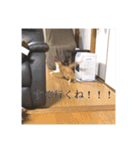 盆(猫)（個別スタンプ：22）
