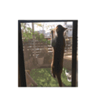 盆(猫)（個別スタンプ：23）