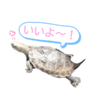 ニホンイシガメのらんちゃん日常スタンプ2（個別スタンプ：2）