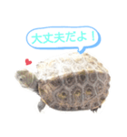 ニホンイシガメのらんちゃん日常スタンプ2（個別スタンプ：6）