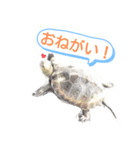 ニホンイシガメのらんちゃん日常スタンプ2（個別スタンプ：7）