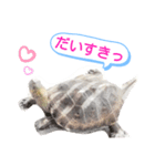 ニホンイシガメのらんちゃん日常スタンプ2（個別スタンプ：8）