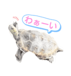 ニホンイシガメのらんちゃん日常スタンプ2（個別スタンプ：9）