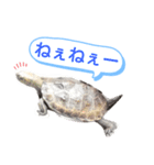 ニホンイシガメのらんちゃん日常スタンプ2（個別スタンプ：13）