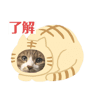 れおニャン（個別スタンプ：1）