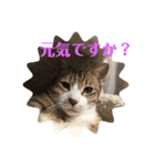 れおニャン（個別スタンプ：3）