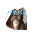 れおニャン（個別スタンプ：7）
