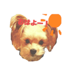 可愛い家の犬スタンプ（個別スタンプ：1）