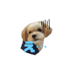 可愛い家の犬スタンプ（個別スタンプ：3）