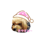 可愛い家の犬スタンプ（個別スタンプ：4）