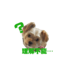 可愛い家の犬スタンプ（個別スタンプ：5）