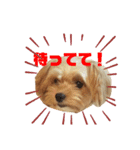 可愛い家の犬スタンプ（個別スタンプ：13）