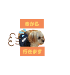 可愛い家の犬スタンプ（個別スタンプ：14）