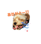 可愛い家の犬スタンプ（個別スタンプ：15）