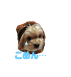 可愛い家の犬スタンプ（個別スタンプ：16）