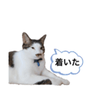 おんまゆちゃんスタンプ3（個別スタンプ：5）