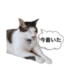 おんまゆちゃんスタンプ3（個別スタンプ：6）