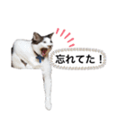 おんまゆちゃんスタンプ3（個別スタンプ：12）