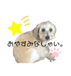 ぼくだふぃー。（個別スタンプ：3）