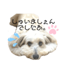 ぼくだふぃー。（個別スタンプ：5）