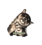 うちの子柴犬（個別スタンプ：3）